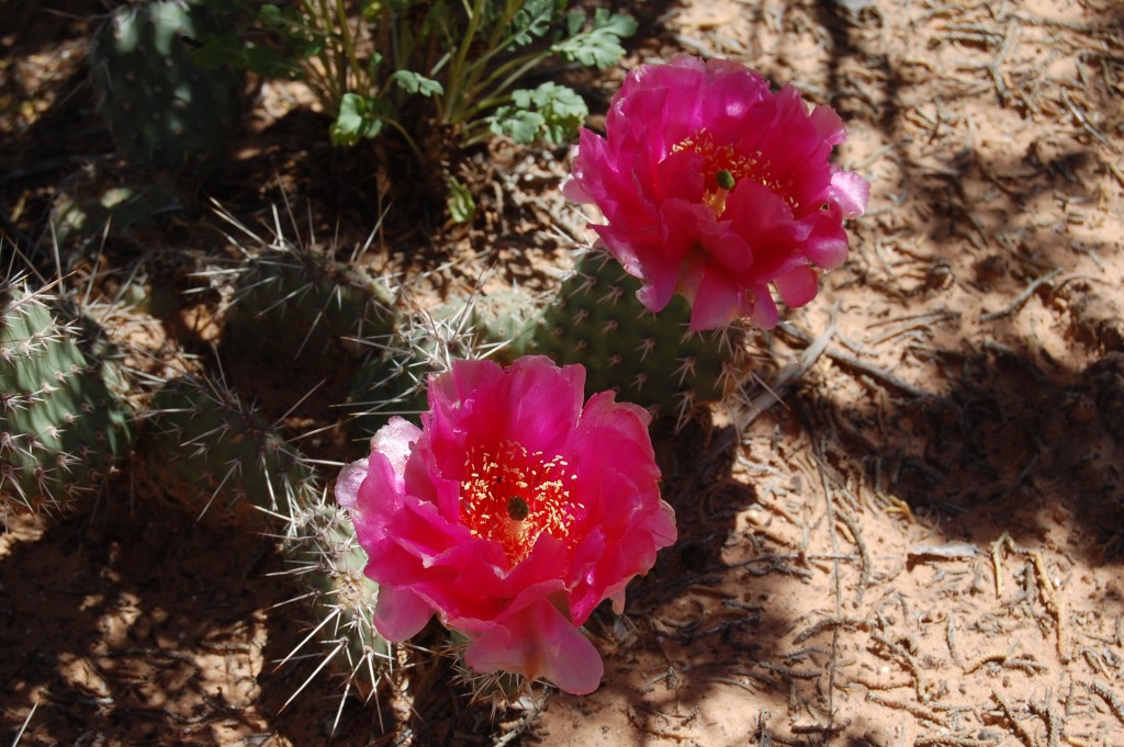 photo of cactus flower