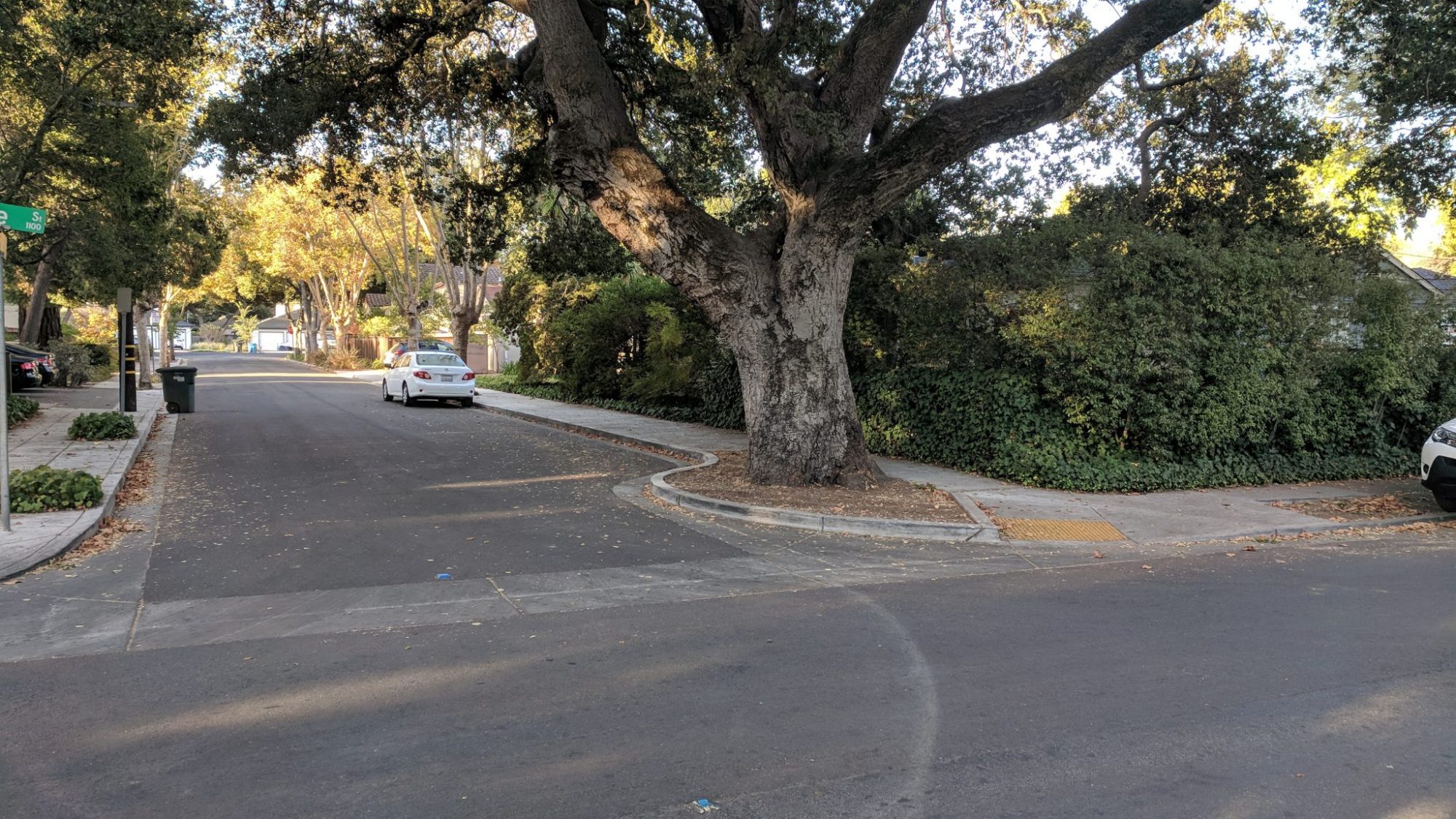 Photo of an oak tree on quiet street