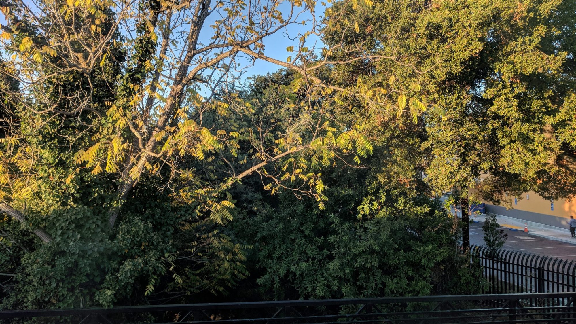 Photo of trees at San Mateo Caltrain station