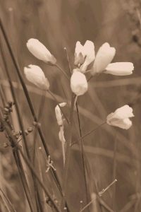 Flower on Mt. Diablo